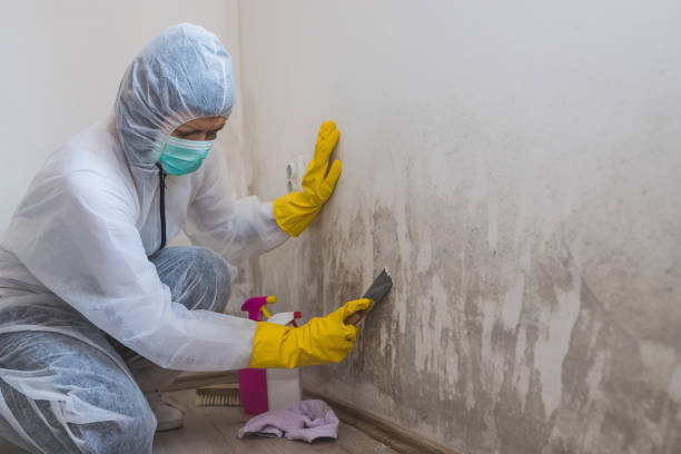 Hartsville, SC Mold Remediation Company
